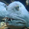 Uporabniški avatar